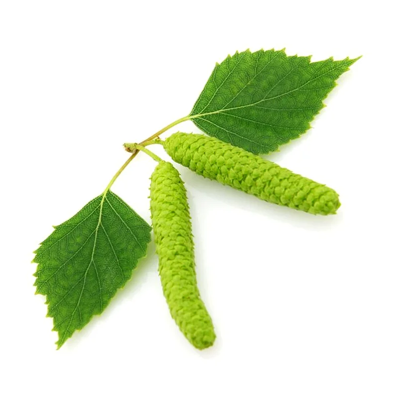 Birch / Bērza darva (Betula alba) essential oil / ēteriskā eļļa - SOHI Premium Natural Wellness