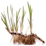 Kalme (Acorus calamus L.) , ēteriskā eļļa - SOHI Premium Natural Wellness
