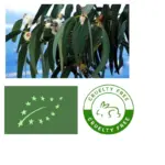 Eucalyptus (Organic) Eucalyptus globulus - SOHI Premium Natural Wellness