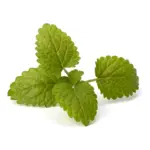 Bergamot Mint /  Ūdens piparmētra (Mentha Citrata) essenital oil / ēteriskā eļļa - SOHI Premium Natural Wellness